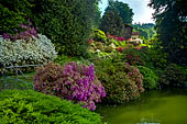 Rododendri al Parco della Burcina - Biella